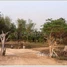 Land for rent in Laos, Outhoomphone, Savannakhet, Laos