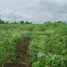  Land for sale in Preah Vihear, Kantuot, Choam Ksant, Preah Vihear