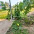  ដី for sale in ខេត្តកំពត, កូនសត្វ, ទឹកឈូ, ខេត្តកំពត