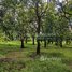  Land for sale in Kandal, Akreiy Ksatr, Lvea Aem, Kandal