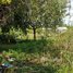  Land for sale in Sla Kram, Krong Siem Reap, Sla Kram