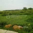  Land for sale in Kandal, Svay Rolum, S'ang, Kandal