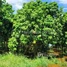  Land for sale in Kandal, Peam Reang, Leuk Daek, Kandal