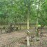  Land for sale in Kratie, Pir Thnu, Snuol, Kratie