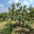  Land for sale in Kratie, Snuol, Snuol, Kratie