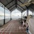 4 Bedroom Villa for sale in Khsach Kandal, Kandal, Svay Chrum, Khsach Kandal
