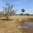  Land for sale in Takeo, Tram Kak, Tram Kak, Takeo