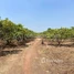  Land for sale in Ratanak Kiri, Trapeang Kraham, Koun Mom, Ratanak Kiri