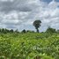  Land for sale in Siem Reap, Kampong Khleang, Soutr Nikom, Siem Reap