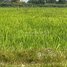  ដី for sale in កៀនស្វាយ, ខេត្តកណ្ដាល, ឃុំបន្ទាយដែក, កៀនស្វាយ