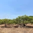  Land for sale in Ratanak Kiri, Trapeang Kraham, Koun Mom, Ratanak Kiri