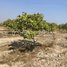  Land for sale in Stung Treng, Srae Sambour, Siem Pang, Stung Treng