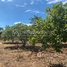  Land for sale in Choam Ksant, Preah Vihear, Sror Aem, Choam Ksant