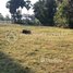  Land for sale in Kampong Svay, Kampong Thom, Trapeang Ruessei, Kampong Svay