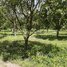  Land for sale in Stung Treng, Stueng Traeng, Stueng Traeng, Stung Treng