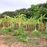  ដី for sale in ឃុំអរិយក្សត្រ, ល្វាឯម, ឃុំអរិយក្សត្រ