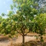  Land for sale in Chhuk, Kampot, Trapeang Phleang, Chhuk