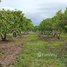 4 Bedroom House for sale in Stung Treng, Anlong Chrey, Thala Barivat, Stung Treng