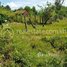  Land for sale in Sla Kram, Krong Siem Reap, Sla Kram