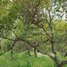  Land for sale in Stung Treng, Ou Ruessei Kandal, Siem Bouk, Stung Treng