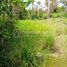  Land for sale in Kampot, Trapeang Thum, Tuek Chhou, Kampot