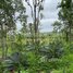  Land for sale in Rotonak Mondol, Battambang, Reaksmei Songha, Rotonak Mondol