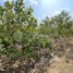  Land for sale in Kratie, Snuol, Snuol, Kratie