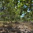  Land for sale in Stung Treng, Ou Svay, Thala Barivat, Stung Treng