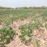  Land for sale in Kratie, Svay Chreah, Snuol, Kratie